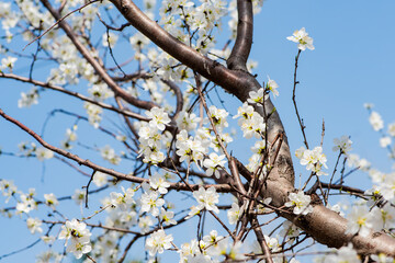 In spring, against a blue sky. A view of the city park in full bloom