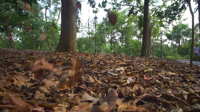 Autumn Leaves Singapore 02. High quality video footage