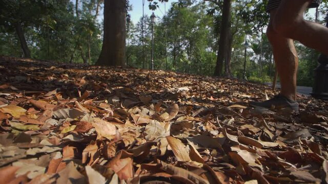 Autumn Leaves Singapore 03. High quality video footage