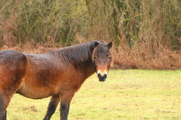 Gorgeous brown pony grazing in the muddy winter fields