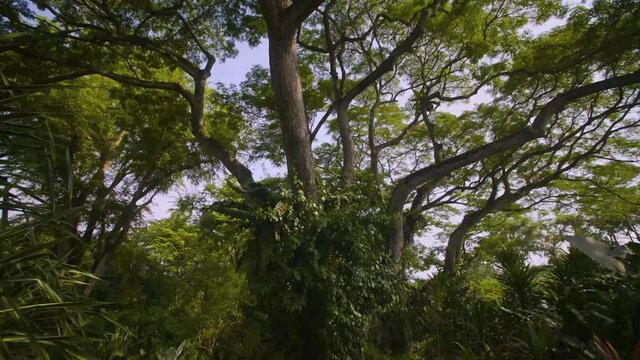 Botanic Gardens Singapore 03. High quality video footage