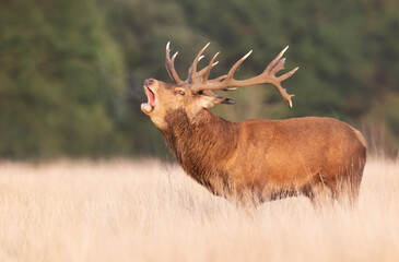 Red deer stag calling during rutting season in autumn