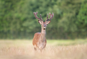 Portrait of a red deer stag with velvet antlers in summer
