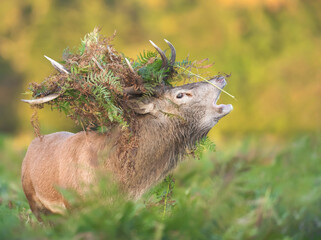 Red deer stag calling with foliage filled antlers during rutting season in autumn
