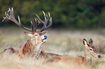 Red Deer stag with a hind during rutting season in autumn