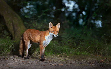 Fototapeta premium Close up of a Red fox cub in forest