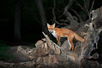 Red fox standing on a tree against dark background in the forest