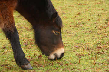 Gorgeous brown pony grazing in the muddy winter fields