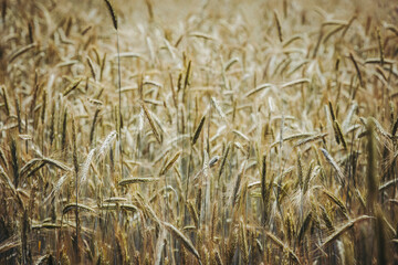 Champ de blé jaune avec la lumière du soleil