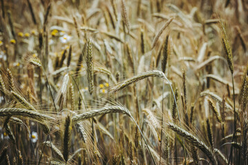 Champ de blé jaune avec la lumière du soleil