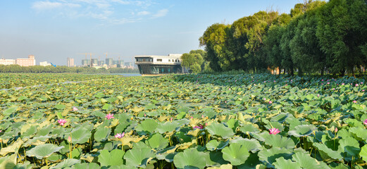 In summer, the lotus pond in the city park and the scenery of the city skyline