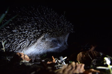 Hedgehog and his beautiful night world