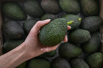 Top view on a box of ripe organic Hass avocado. Female hand choosing fruit. Basket of freshly picked vegetable harvest on local food market. Sustainable organic produce. Healthy eating, detox & diet.
