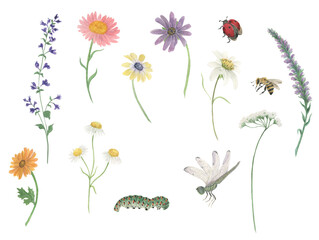 Watercolor painting botanical set of flowers, caterpillar, dragonfly, ladybug - 477116081