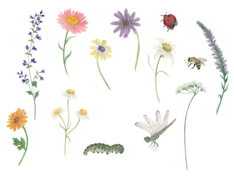 Watercolor painting botanical set of flowers, caterpillar, dragonfly, ladybug