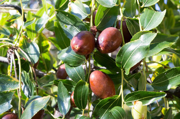 Close up of jujube branch with ripe fruits, ready for harvest, Ziziphus jujuba, called chinese date or red date, from Dalmatia, Croatia