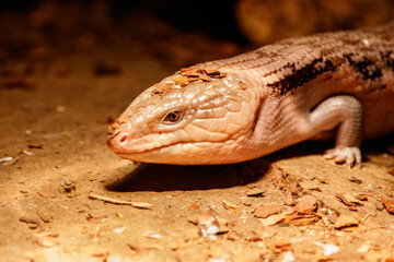 Beautiful blue-eyed skink lizard, tiliqua scincoides