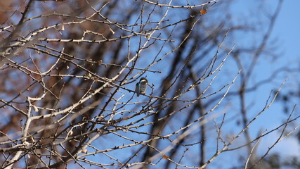 木の枝の上のカワセミの写真