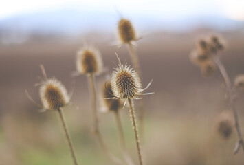 Obraz premium Thistle in the morning