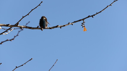 木の枝の上のカワセミの写真