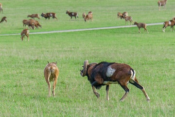 Funny aries chasing deer on green meadow