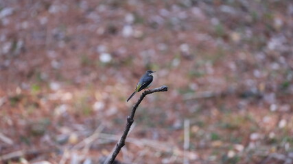 枯れ木でたたづむキセキレイの写真