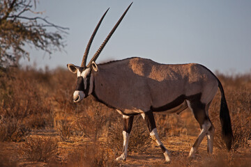 Single Oryx in Kgalagadi Trans Frontier Park 4648