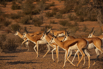 Naklejka na ściany i meble Herd of springbok on the move 4666