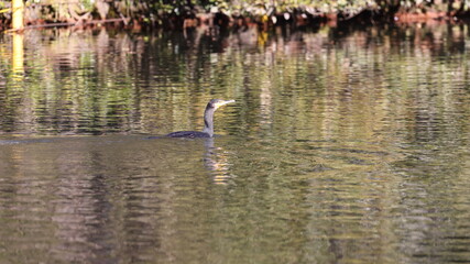 池の水面を泳ぐカワウの写真