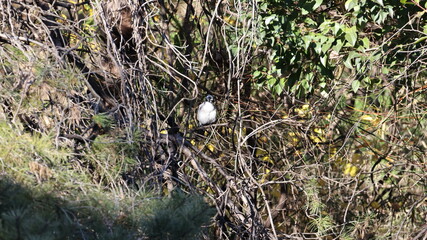 木の茂みの中のオナガの写真