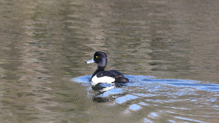 池の水面を泳ぐキンクロハジロの写真