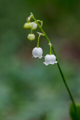 Beautiful spring blooming lilies of the valley with drops of flowers dew