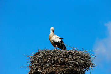 A White Stork at its nest in the village Bergenhusen, Schleswig-Holstein, Germany