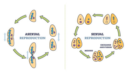 Asexual vs sexual cellular reproduction types comparison outline diagram. Labeled educational meiosis, exchange and fusion process explanation with regeneration and division scheme vector illustration - obrazy, fototapety, plakaty