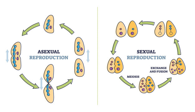 vegetative reproduction diagram