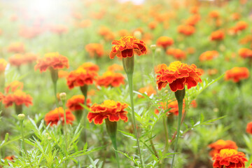 Beautiful orange flowers in the sun. beautiful flower backgrounds