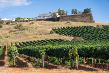 Vineyards and walls of the castle of the Medieval village of Estremoz in Alentejo region in...