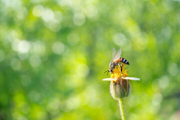 Yellow Bee collecting pollen at yellow flower flower on green natural garden Blur background, Bee flying over the yellow flower in blur background
