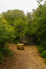 Forest Hiking trail, Mount Meron, on a foggy winter day