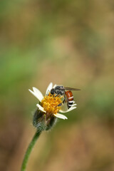 Yellow Bee collecting pollen at yellow flower flower on green natural garden Blur background, Bee flying over the yellow flower in blur background
