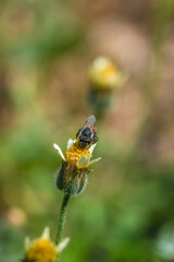 Yellow Bee collecting pollen at yellow flower flower on green natural garden Blur background, Bee flying over the yellow flower in blur background
