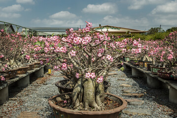 The Amazing Adenium arabicum Plant. Pot plant of pink desert rose, Bonsai tree style used for garden decoration. Selective focus.