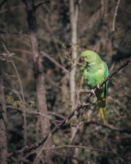 Hyde Park Parakeets