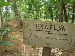 Excelsa coffee type. Local coffee plants that have their own aroma and taste.