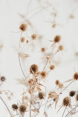 Dry beige plant selective focus blured background .Interior botanical poster.Plant card