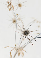 Dry beige plant selective focus blured background .Interior botanical poster.Plant card