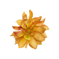 Fototapeta premium Hand-drawn watercolor yellow ochre dahlia flower. Summer, spring, autumn orange garden floral. Botanical illustration for greeting cards design, wedding invitation, decor isolated on white background 
