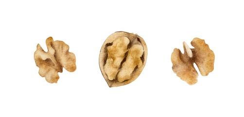 Hand-drawn watercolor walnuts illustrations set. Nuts isolated on white background. Cooking ingredient