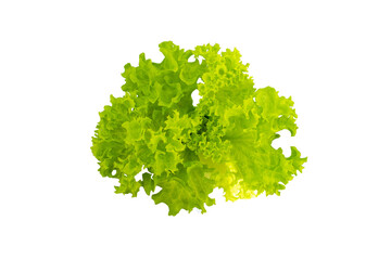 Green vegetable, lettuce on a white background isolated.