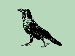 crows auto trace illustration design